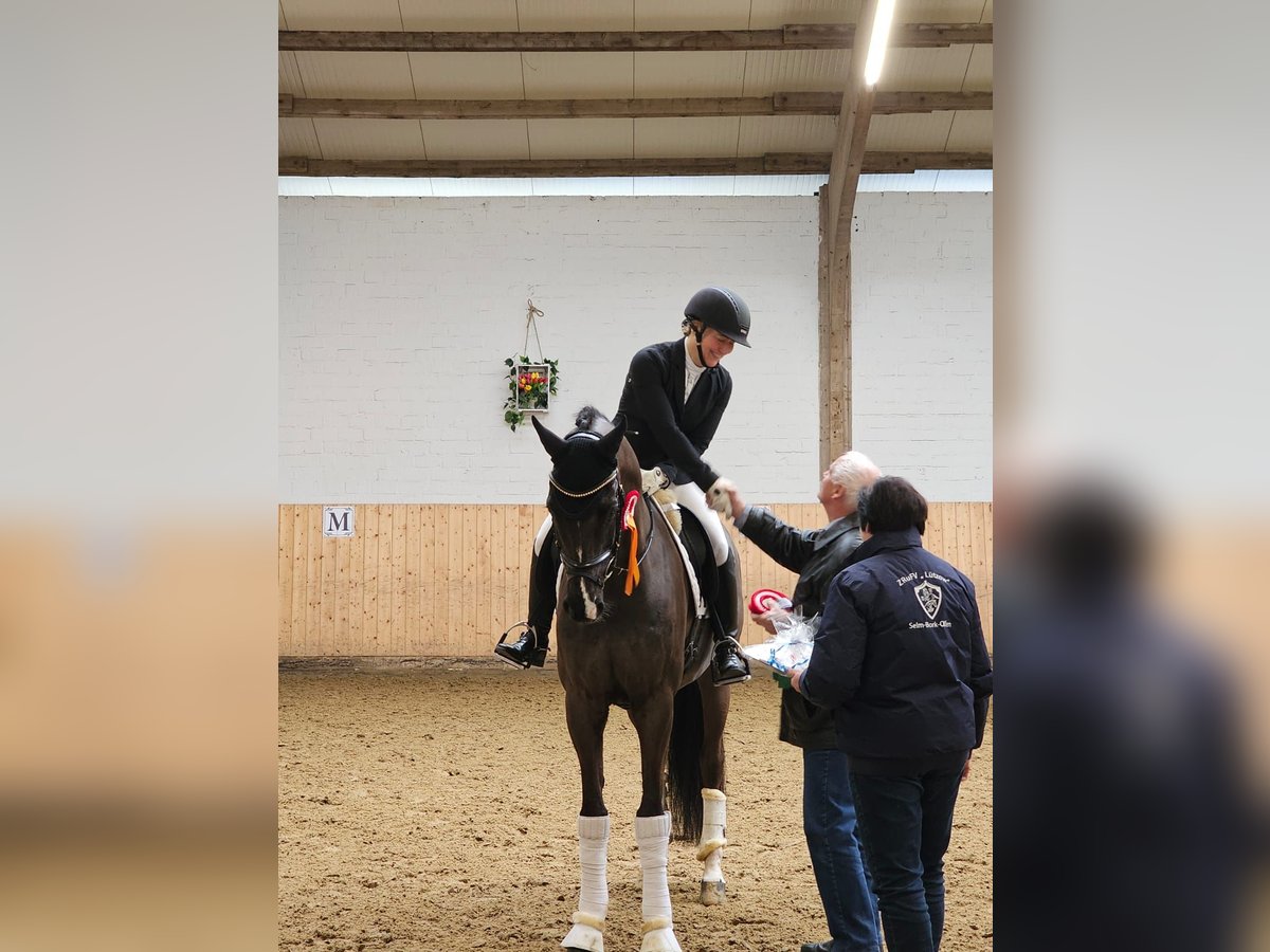 Niemiecki koń wierzchowy Wałach 10 lat 175 cm Skarogniada in Olfen