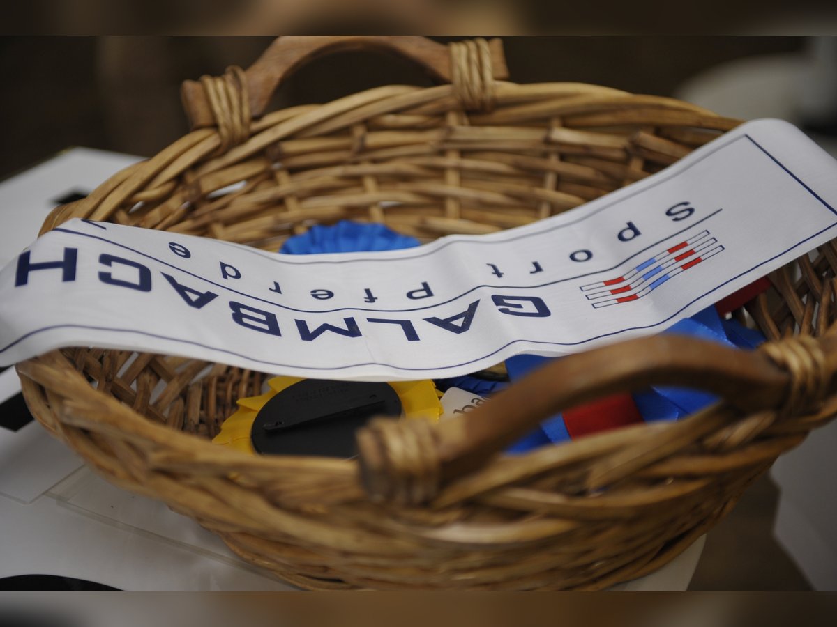 Niemiecki koń wierzchowy Wałach 13 lat 171 cm Ciemnogniada in Neunkirchen