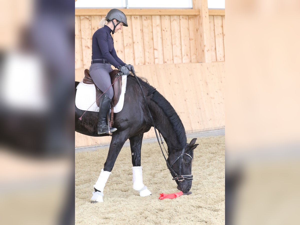 Niemiecki koń wierzchowy Wałach 4 lat 161 cm Skarogniada in Wolfsbach