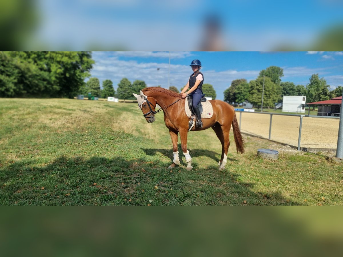 Niemiecki koń wierzchowy Wałach 4 lat 168 cm Kasztanowata in Niederstotzingen