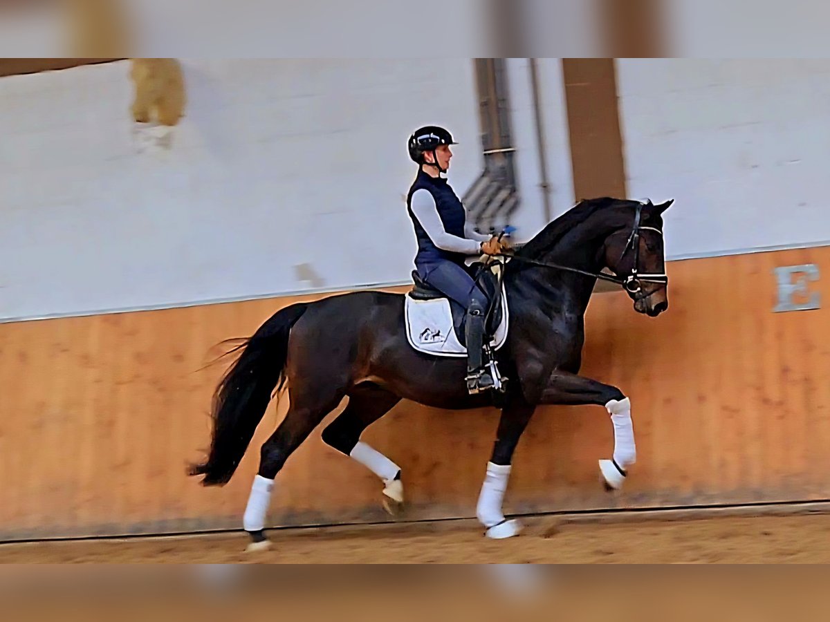 Niemiecki koń wierzchowy Wałach 4 lat 170 cm Gniada in R&#xF6;ttingen