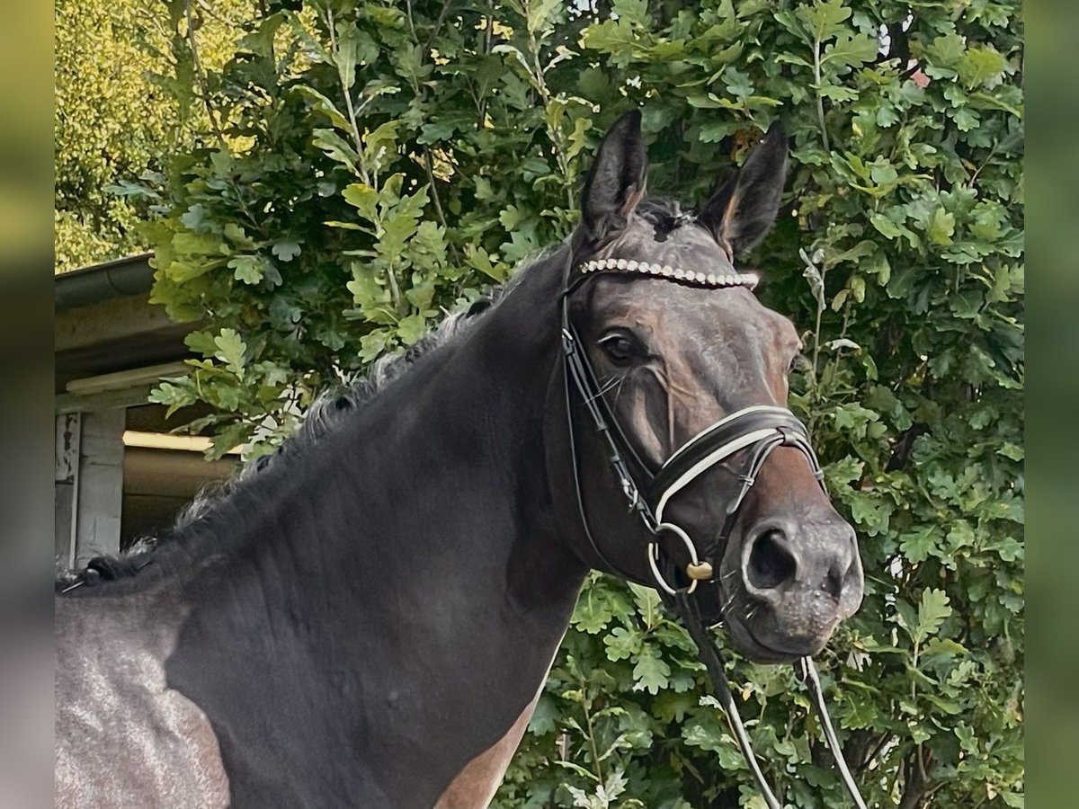 Niemiecki koń wierzchowy Wałach 5 lat 170 cm Skarogniada in Havixbeck