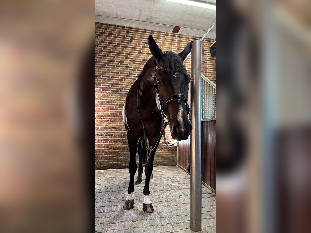Niemiecki koń wierzchowy Wałach 7 lat 174 cm Kara in Vreden