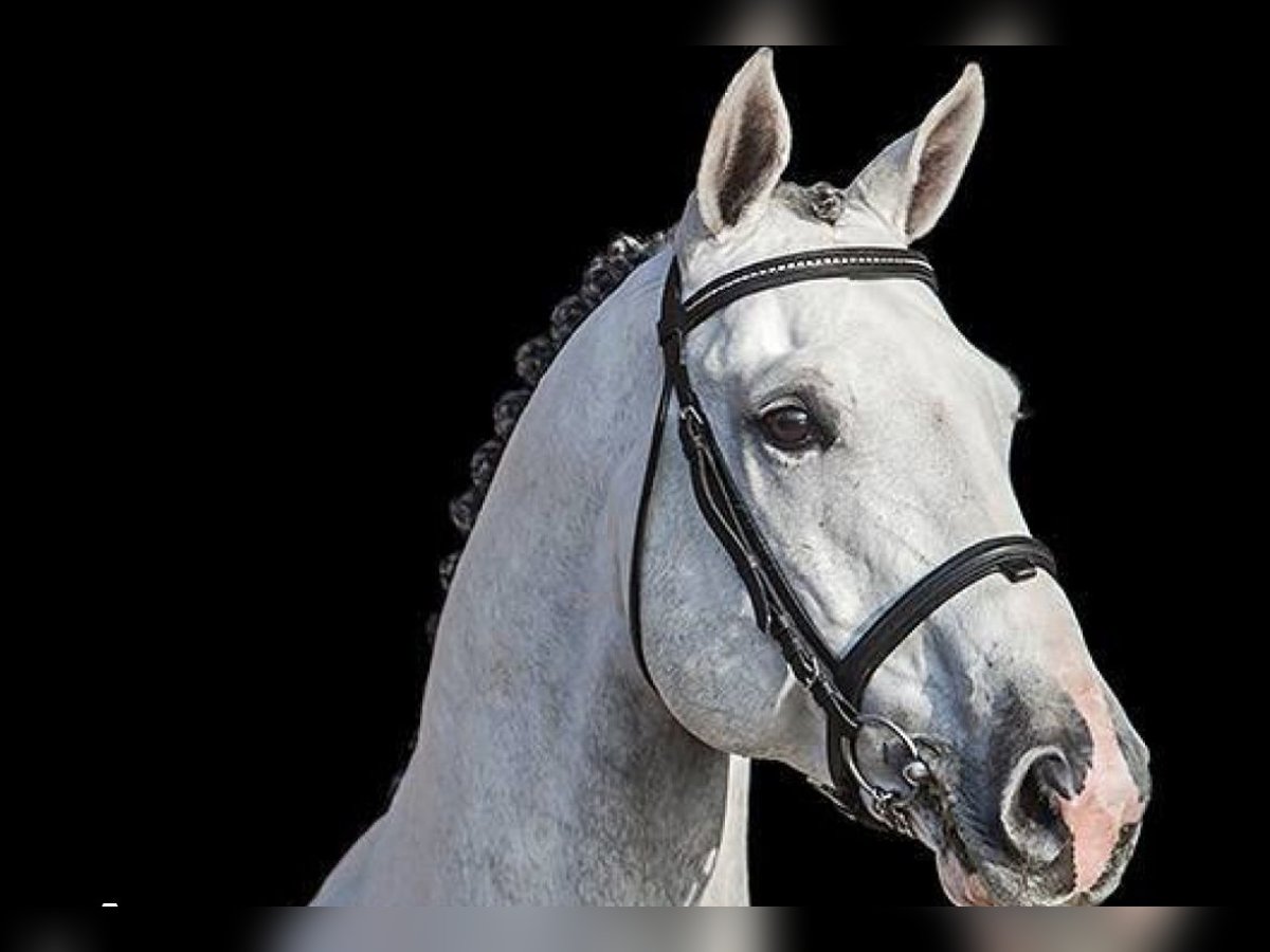 Niemiecki koń wierzchowy Wałach 8 lat 171 cm Siwa jabłkowita in Simmershofen