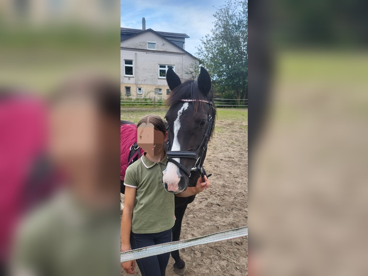Niemiecki kuc wierzchowy Mix Klacz 10 lat 138 cm Kara in Hamburg