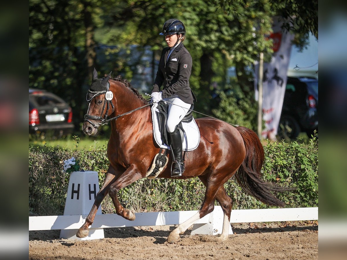 Niemiecki kuc wierzchowy Klacz 10 lat 144 cm Ciemnokasztanowata in Wendeburg