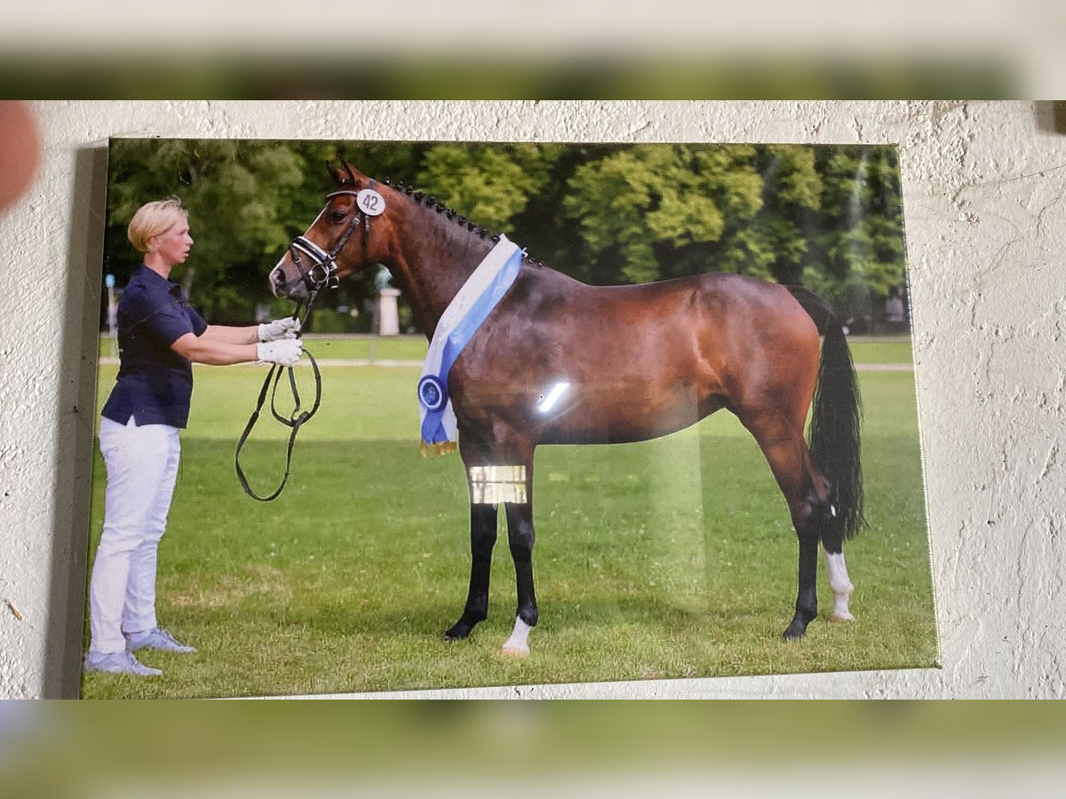 Niemiecki kuc wierzchowy Klacz 10 lat 148 cm Skarogniada in Aichach