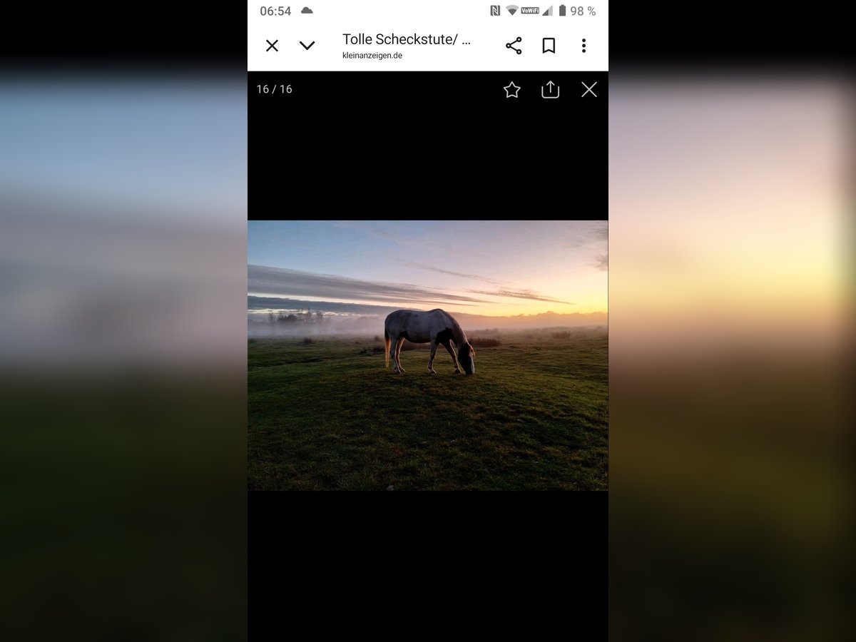 Niemiecki kuc wierzchowy Mix Klacz 10 lat 149 cm Srokata in Hahnenknoop