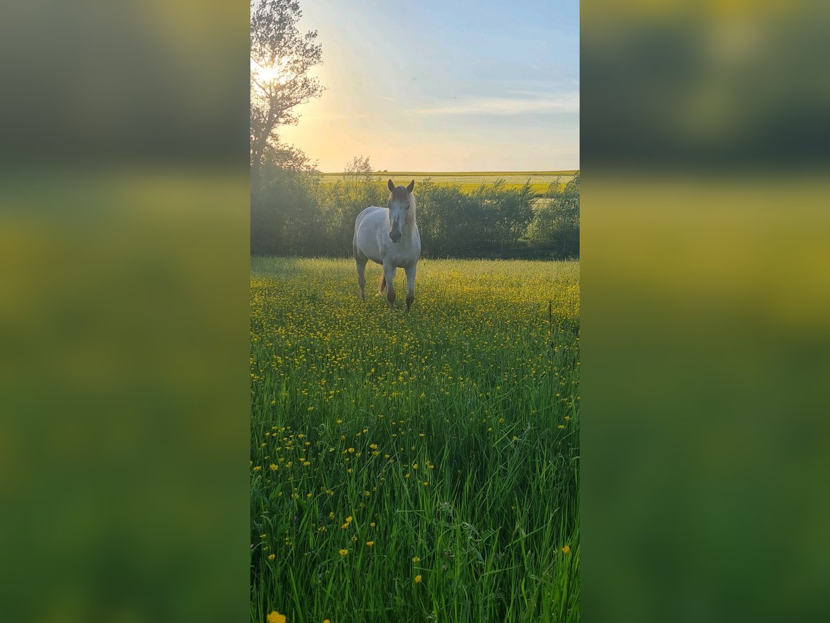 Niemiecki kuc wierzchowy Mix Klacz 11 lat 146 cm Kasztanowatodereszowata in Walsdorf