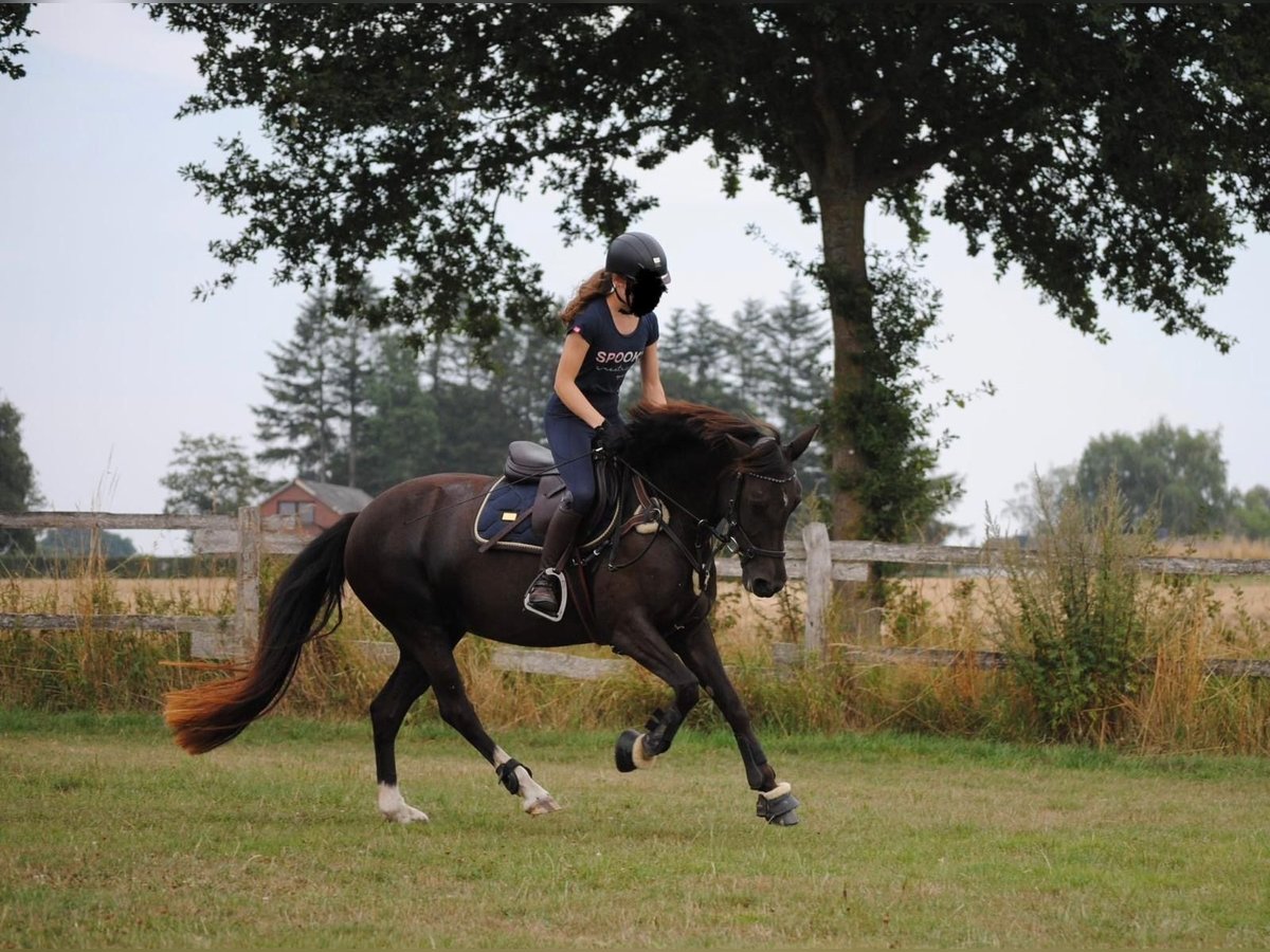 Niemiecki kuc wierzchowy Klacz 12 lat 146 cm Ciemnokasztanowata in D&#xE4;nischenhagen