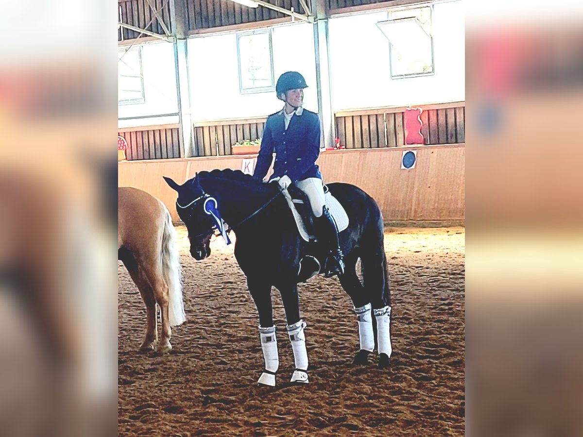 Niemiecki kuc wierzchowy Klacz 13 lat 148 cm Ciemnogniada in Aspach