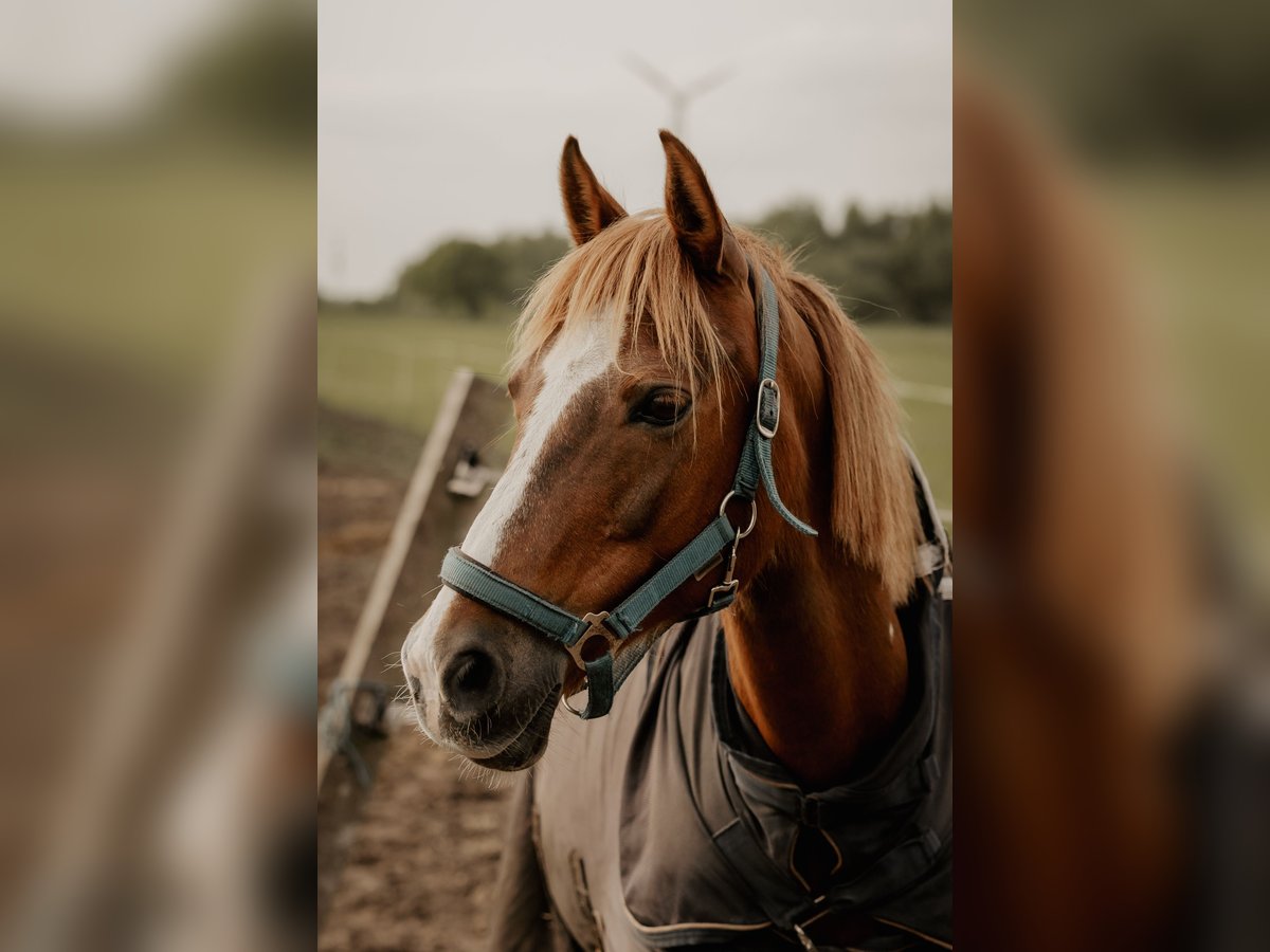 Niemiecki kuc wierzchowy Klacz 15 lat 144 cm Kasztanowata in ApenApen