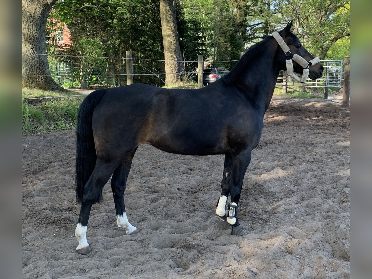 Niemiecki kuc wierzchowy Klacz 19 lat 144 cm Ciemnogniada in Bimöhlen