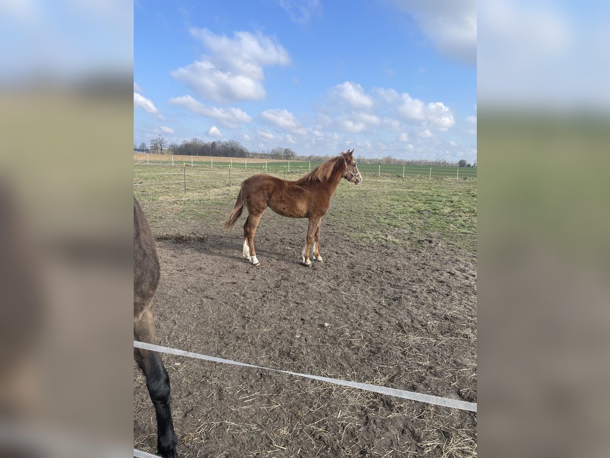 Niemiecki kuc wierzchowy Klacz 1 Rok 138 cm Kasztanowata in Schapen