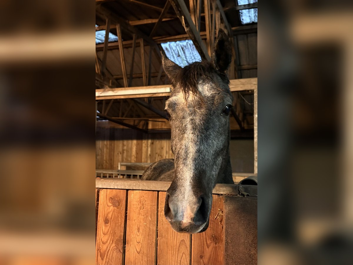 Niemiecki kuc wierzchowy Klacz 1 Rok 147 cm Może być siwy in Westerstede