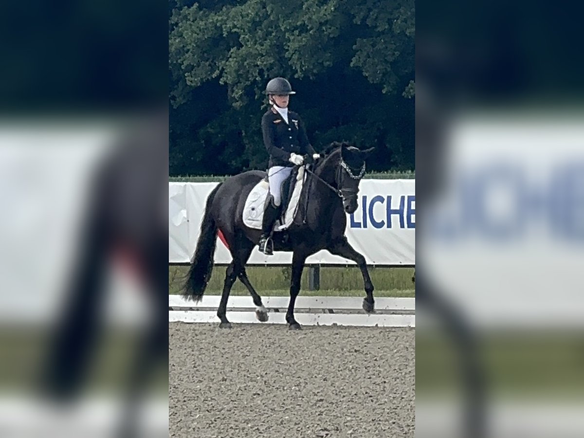 Niemiecki kuc wierzchowy Klacz 1 Rok 148 cm Kara in Oerel