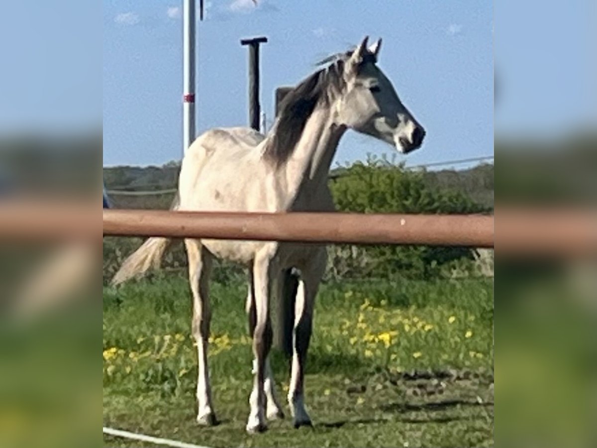 Niemiecki kuc wierzchowy Klacz 1 Rok Jelenia in Neuengörs