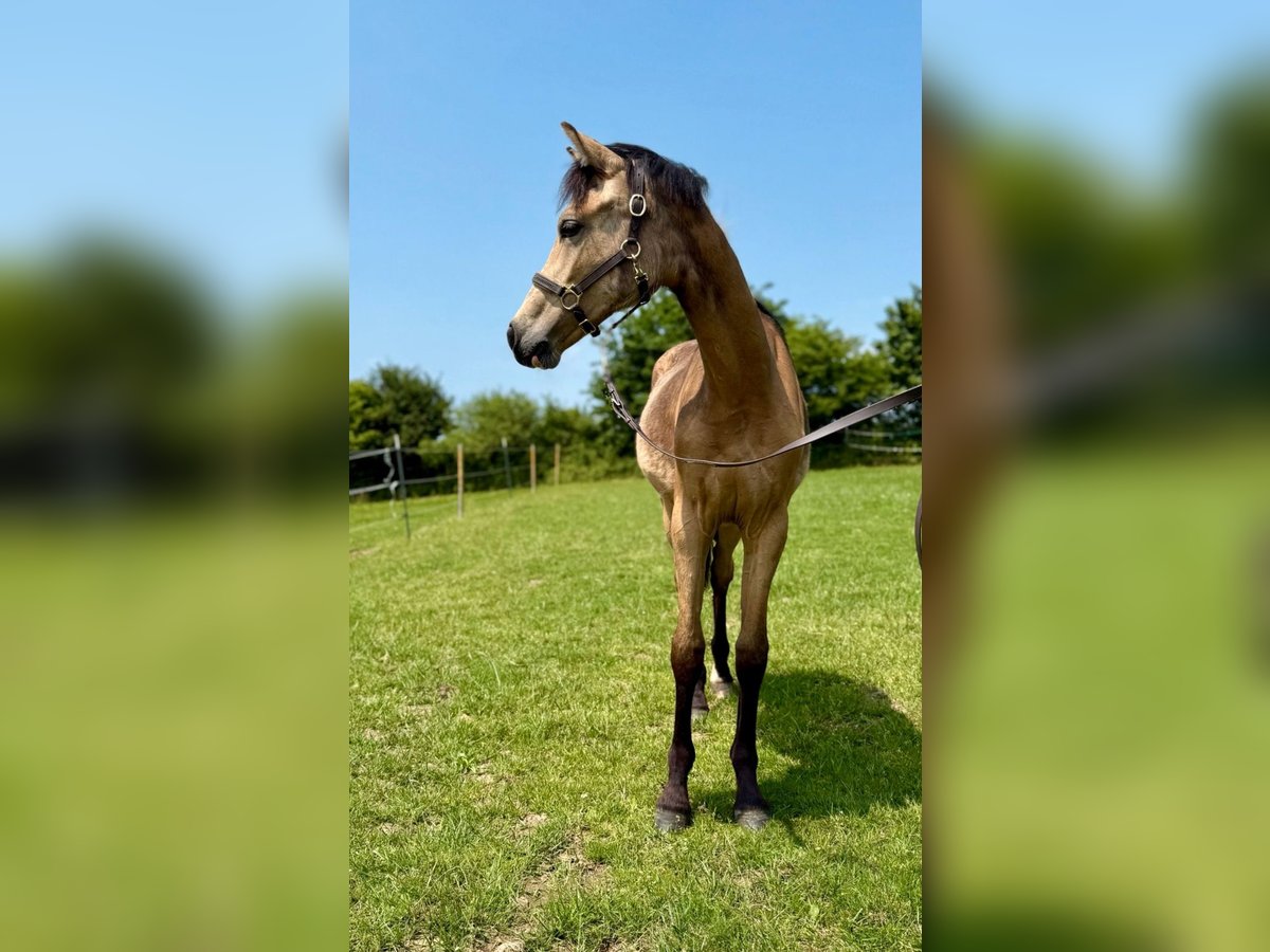 Niemiecki kuc wierzchowy Klacz 1 Rok Jelenia in Zangberg