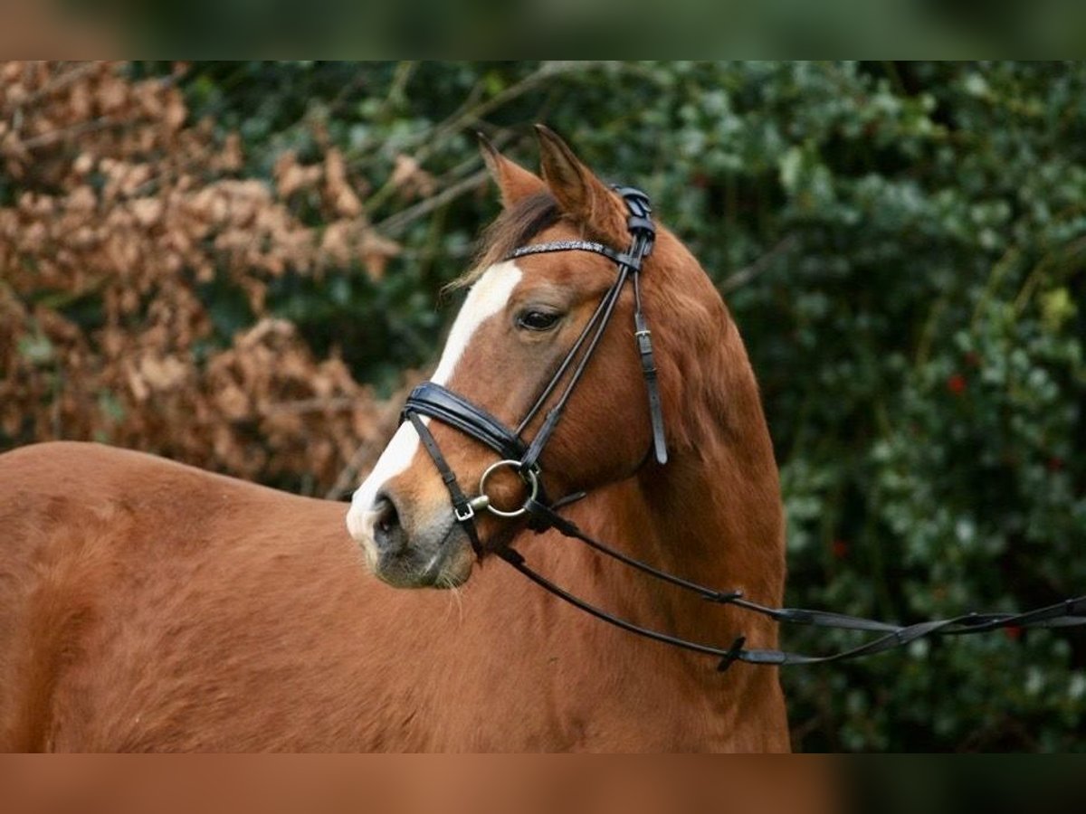 Niemiecki kuc wierzchowy Klacz 21 lat 146 cm Gniada in Beverbruch