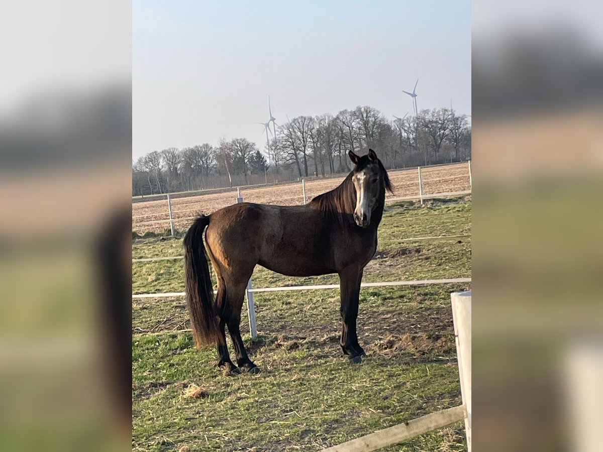 Niemiecki kuc wierzchowy Klacz 2 lat 145 cm Formy Brown Falb in Schapen