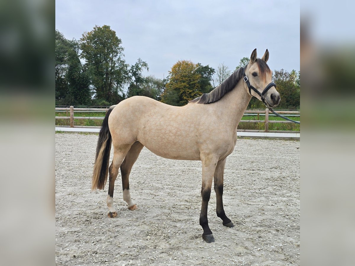 Niemiecki kuc wierzchowy Klacz 2 lat 145 cm Jelenia in Weilerswist