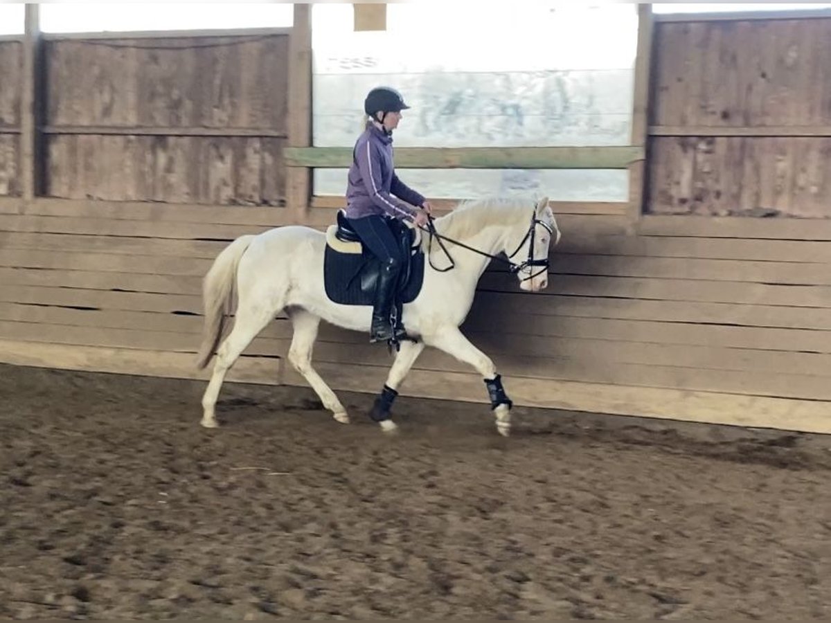 Niemiecki kuc wierzchowy Klacz 3 lat 142 cm Cremello in Zarpen
