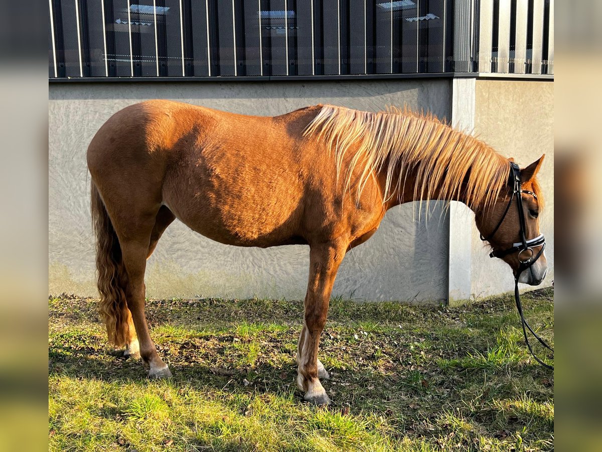Niemiecki kuc wierzchowy Klacz 3 lat 143 cm Bułana in Burscheid
