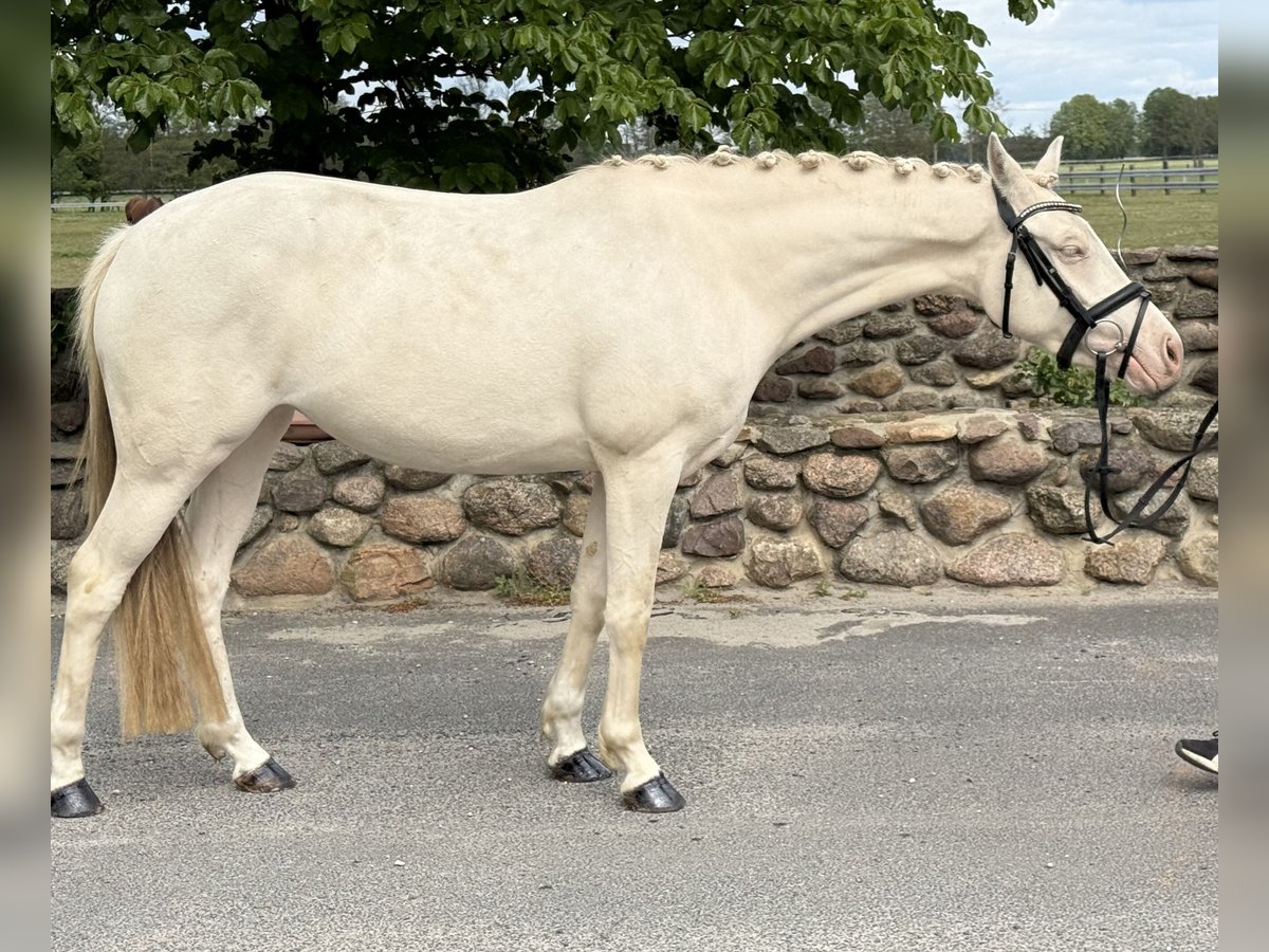 Niemiecki kuc wierzchowy Klacz 3 lat 144 cm Cremello in Treuenbrietzen