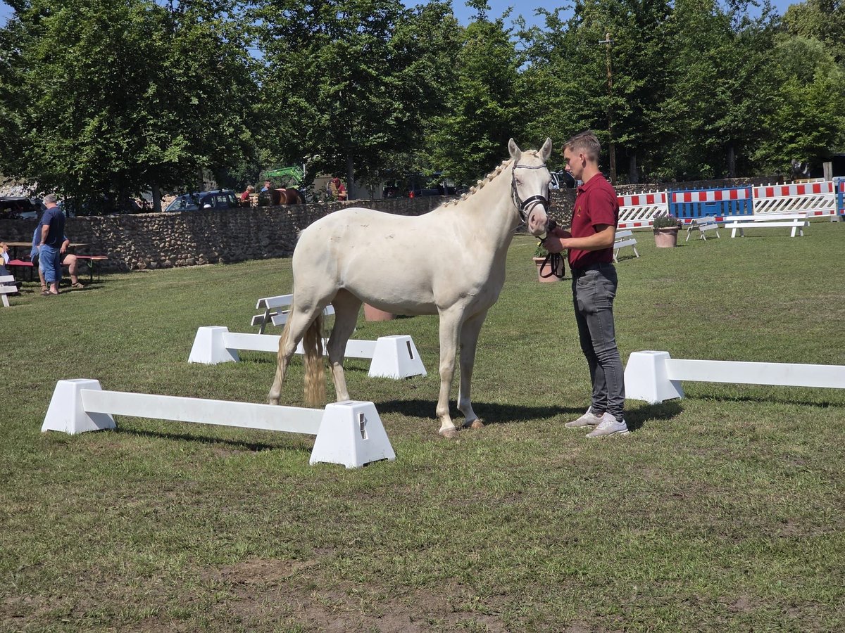 Niemiecki kuc wierzchowy Klacz 3 lat 144 cm Cremello in Treuenbrietzen