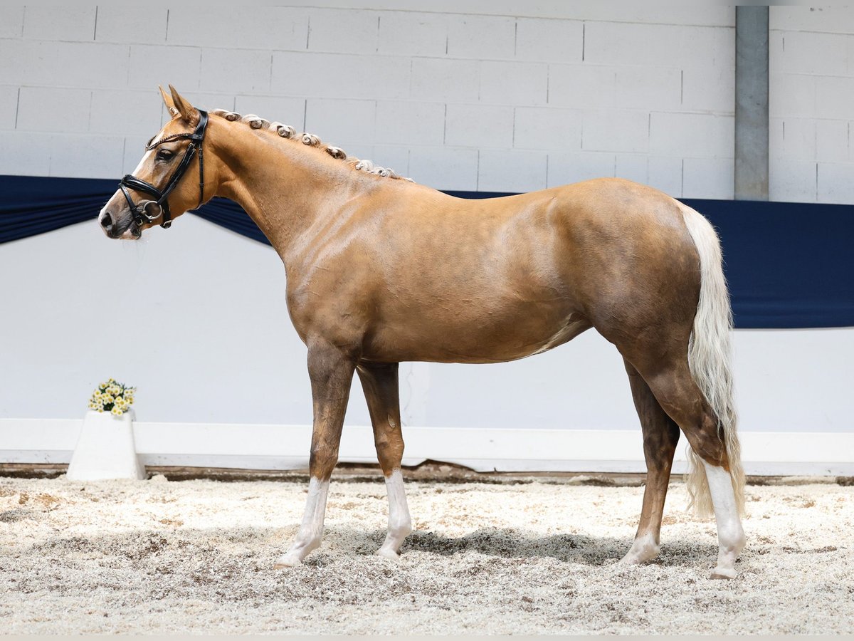 Niemiecki kuc wierzchowy Klacz 3 lat 144 cm Izabelowata in Marsberg