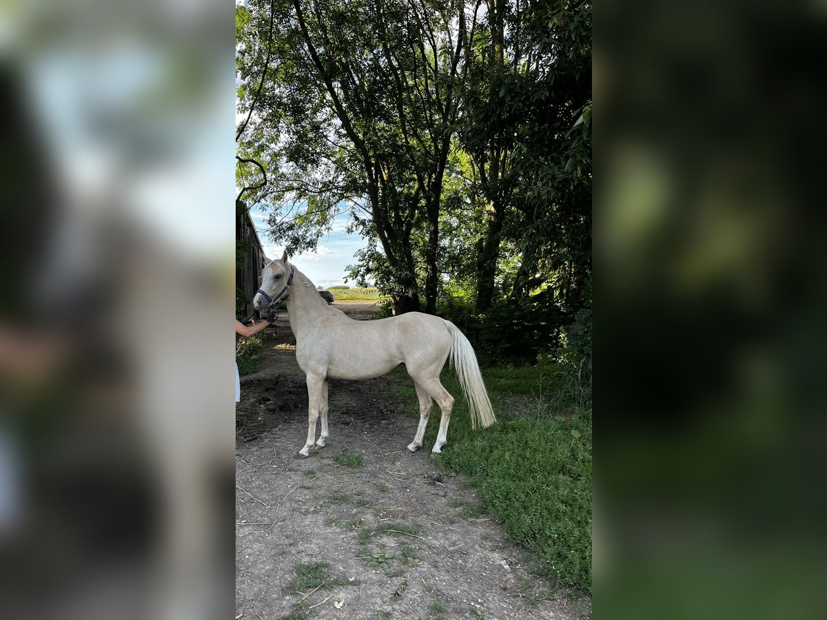 Niemiecki kuc wierzchowy Klacz 3 lat 145 cm Izabelowata in Aichtal