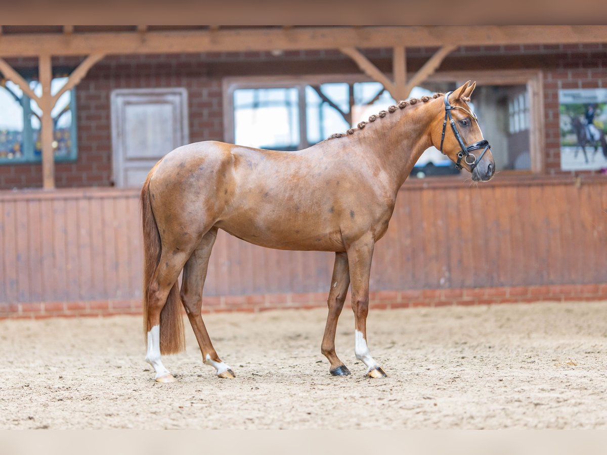 Niemiecki kuc wierzchowy Klacz 3 lat 145 cm Kasztanowata in Großenkneten