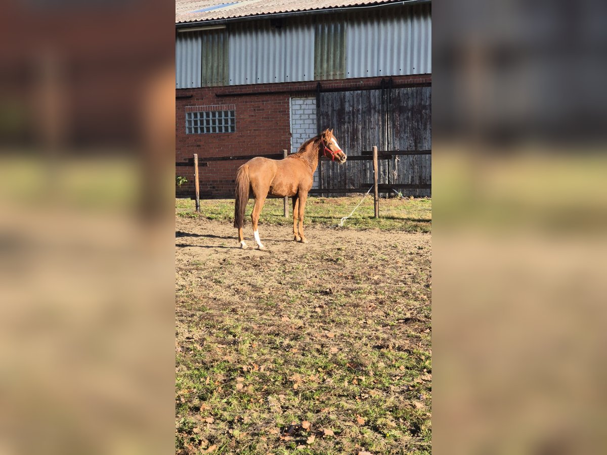 Niemiecki kuc wierzchowy Klacz 3 lat 148 cm Ciemnokasztanowata in Vienenburg