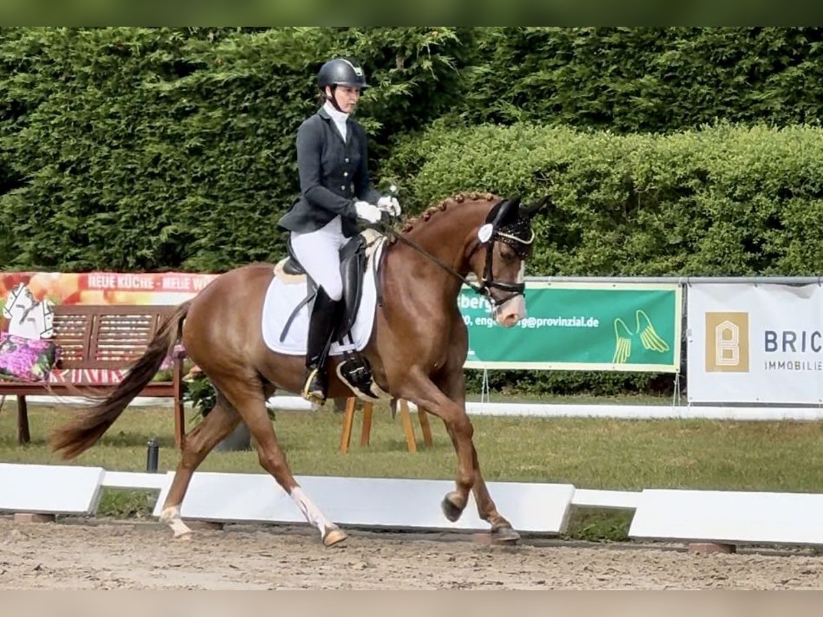 Niemiecki kuc wierzchowy Klacz 3 lat 148 cm Ciemnokasztanowata in Ankum