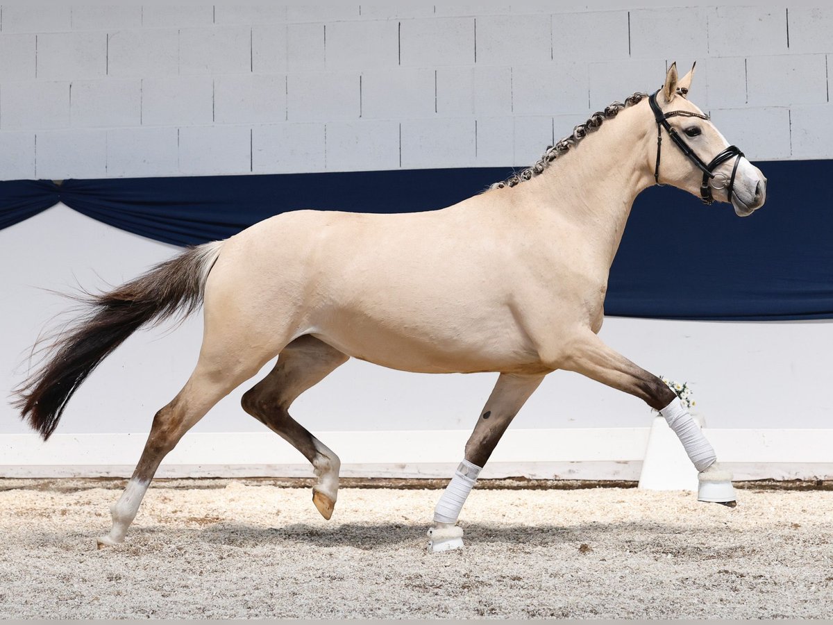 Niemiecki kuc wierzchowy Klacz 3 lat 152 cm Bułana in Marsberg