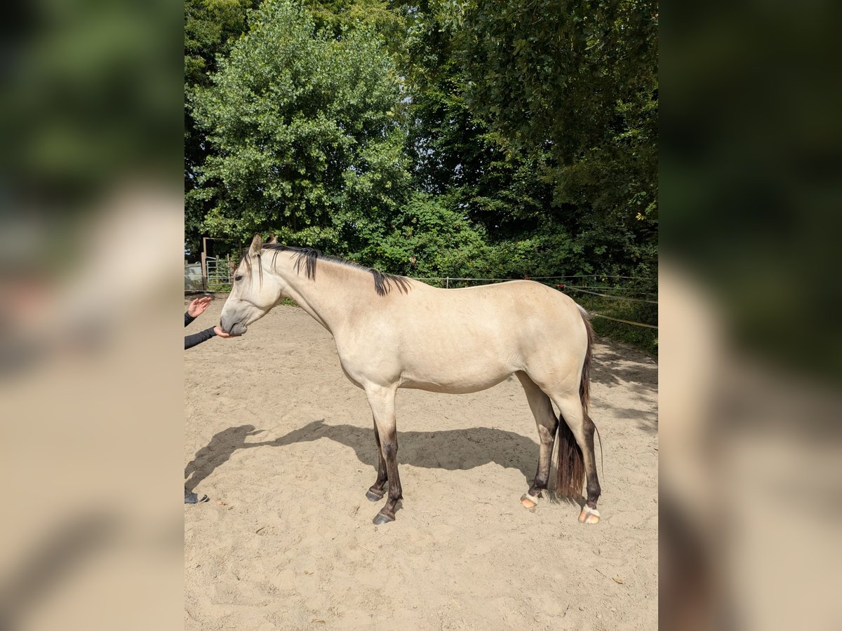 Niemiecki kuc wierzchowy Klacz 3 lat 153 cm Jelenia in Lohe-Rickelshof