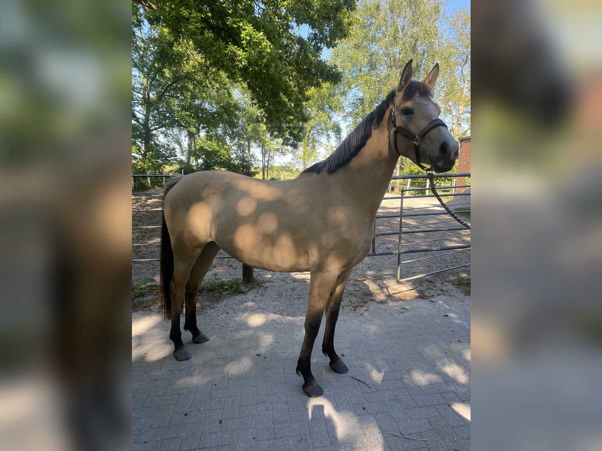 Niemiecki kuc wierzchowy Klacz 3 lat 158 cm Bułana in Varel