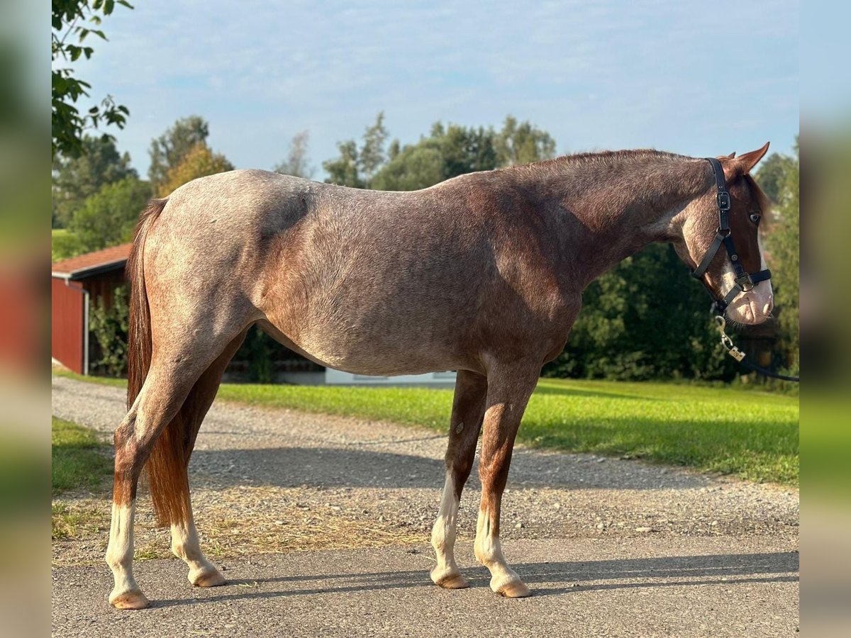 Niemiecki kuc wierzchowy Klacz 4 lat 140 cm Kasztanowatodereszowata in Altusried