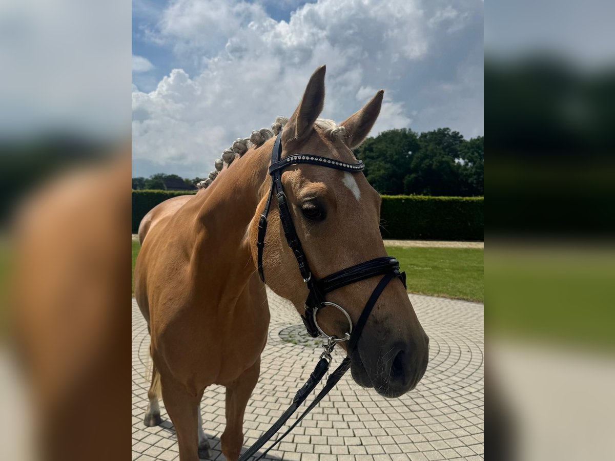 Niemiecki kuc wierzchowy Klacz 4 lat 146 cm Izabelowata in M&#xFC;nster