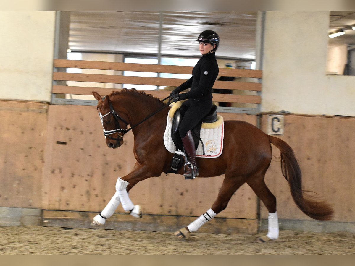 Niemiecki kuc wierzchowy Klacz 4 lat 146 cm Kasztanowata in Kl&#xF6;tze