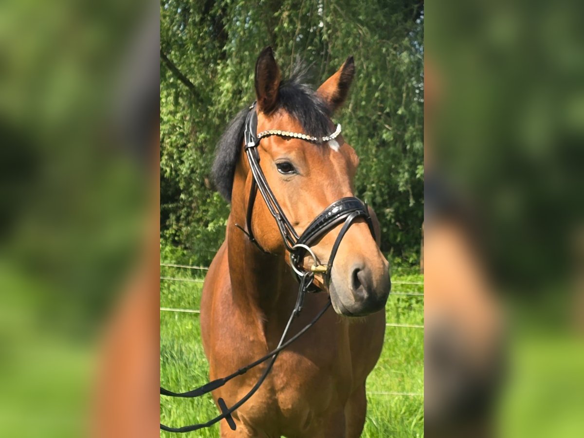 Niemiecki kuc wierzchowy Klacz 4 lat 147 cm Gniada in Oberhausen