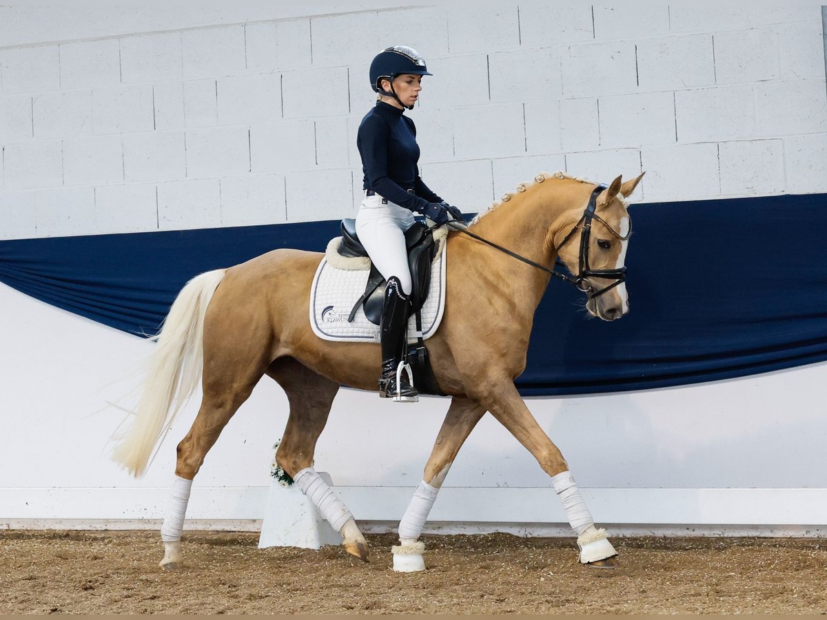 Niemiecki kuc wierzchowy Klacz 4 lat 148 cm Izabelowata in Marsberg
