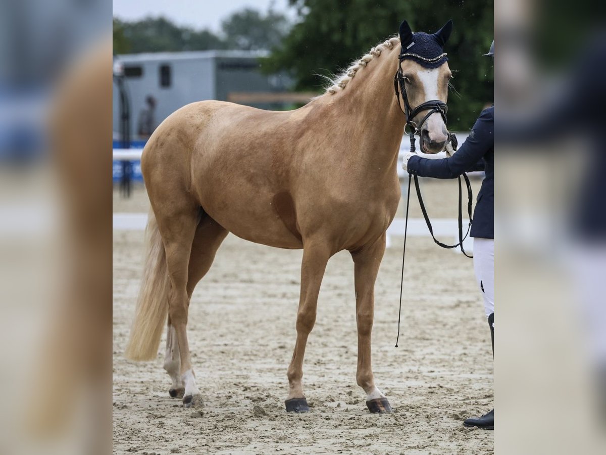 Niemiecki kuc wierzchowy Klacz 5 lat 145 cm Izabelowata in Haren