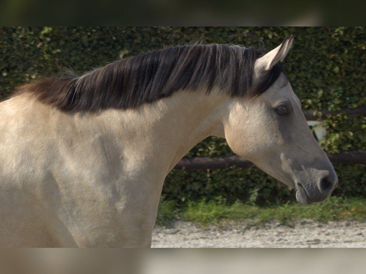 Niemiecki kuc wierzchowy Klacz 5 lat 146 cm Bułana in Krefeld