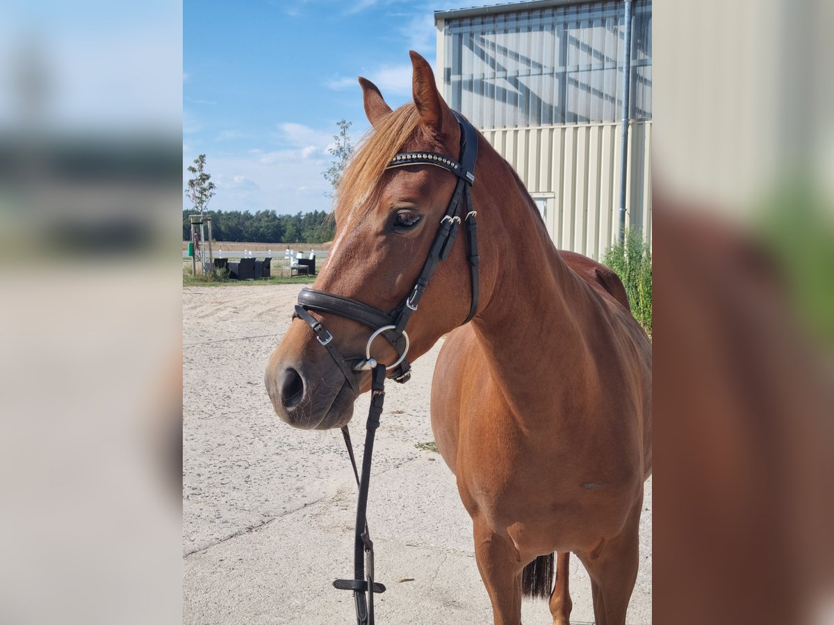 Niemiecki kuc wierzchowy Klacz 5 lat 146 cm Kasztanowata in Trebbin