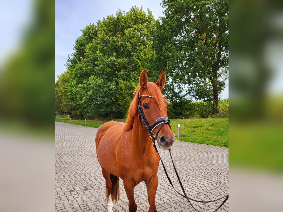 Niemiecki kuc wierzchowy Klacz 5 lat 146 cm Kasztanowata in Frelsdorf