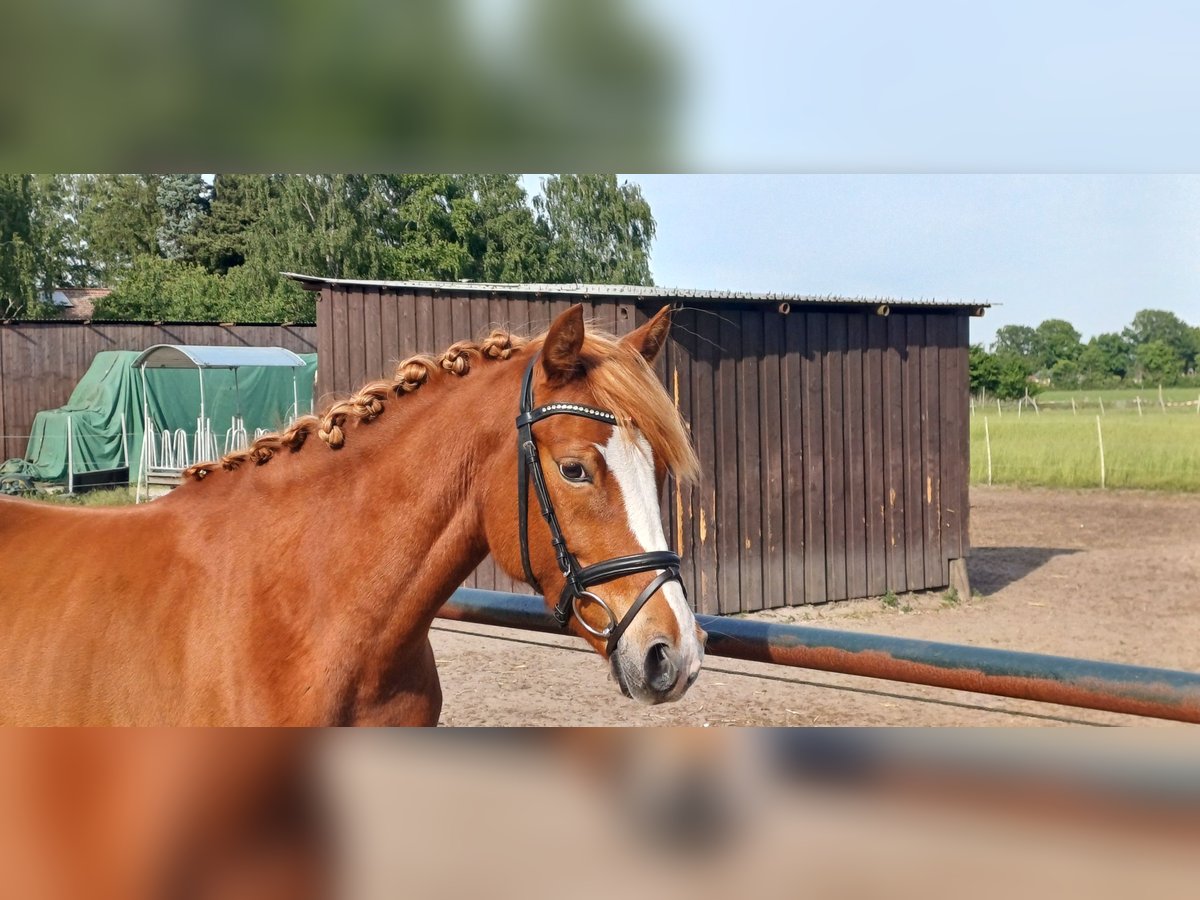 Niemiecki kuc wierzchowy Klacz 5 lat 147 cm Kasztanowata in Wathlingen