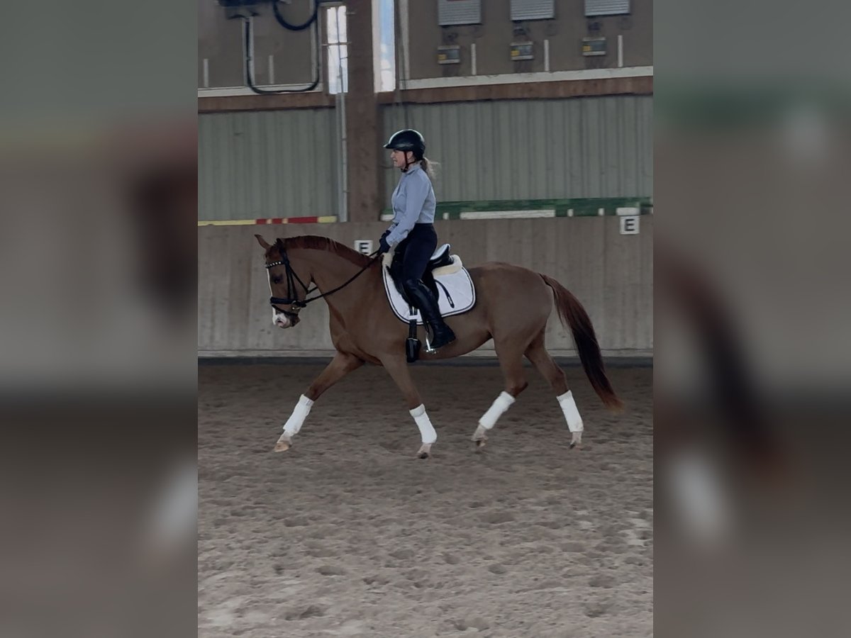 Niemiecki kuc wierzchowy Klacz 5 lat 148 cm Kasztanowata in Langenselbold