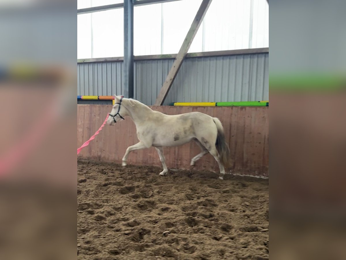Niemiecki kuc wierzchowy Klacz 6 lat 146 cm Cremello in Ahrensburg