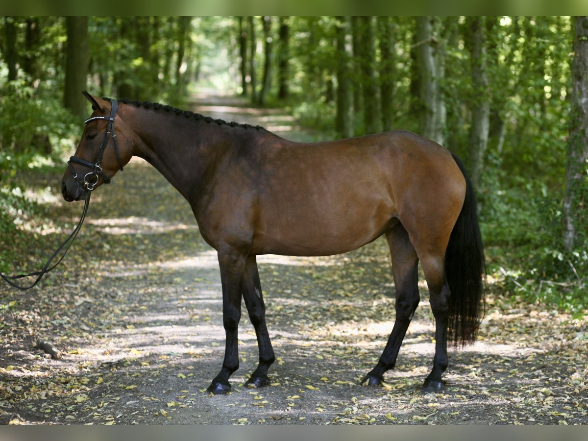 Niemiecki kuc wierzchowy Klacz 6 lat 147 cm Gniada in Achern